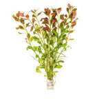 Crimson Current Plant Bundle