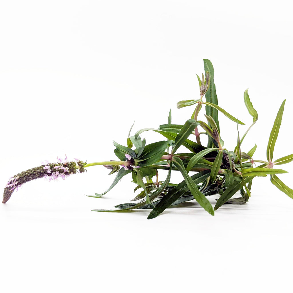 Nature's Blueprint Plant Bundle