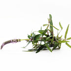 Nature's Blueprint Plant Bundle