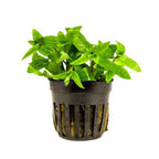 Nature's Blueprint Plant Bundle