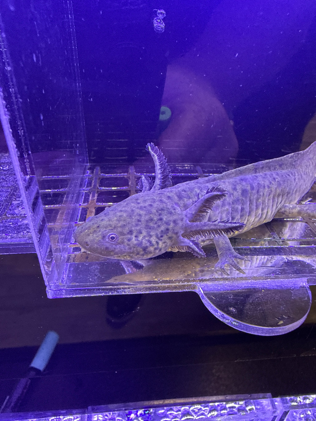 Vlad, Wild Type named axolotl #013 — exact animal for sale, photo 2