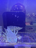 Jinx, GFP Wild Type named axolotl #034 — exact animal for sale, photo 1