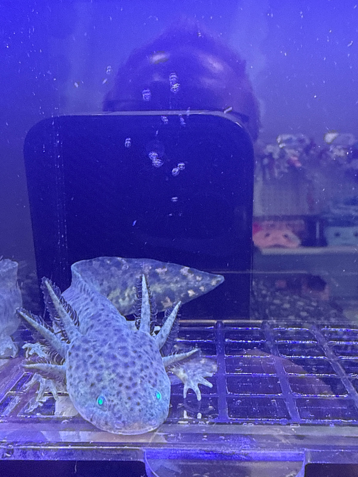 Jinx, GFP Wild Type named axolotl #034 — exact animal for sale, photo 1