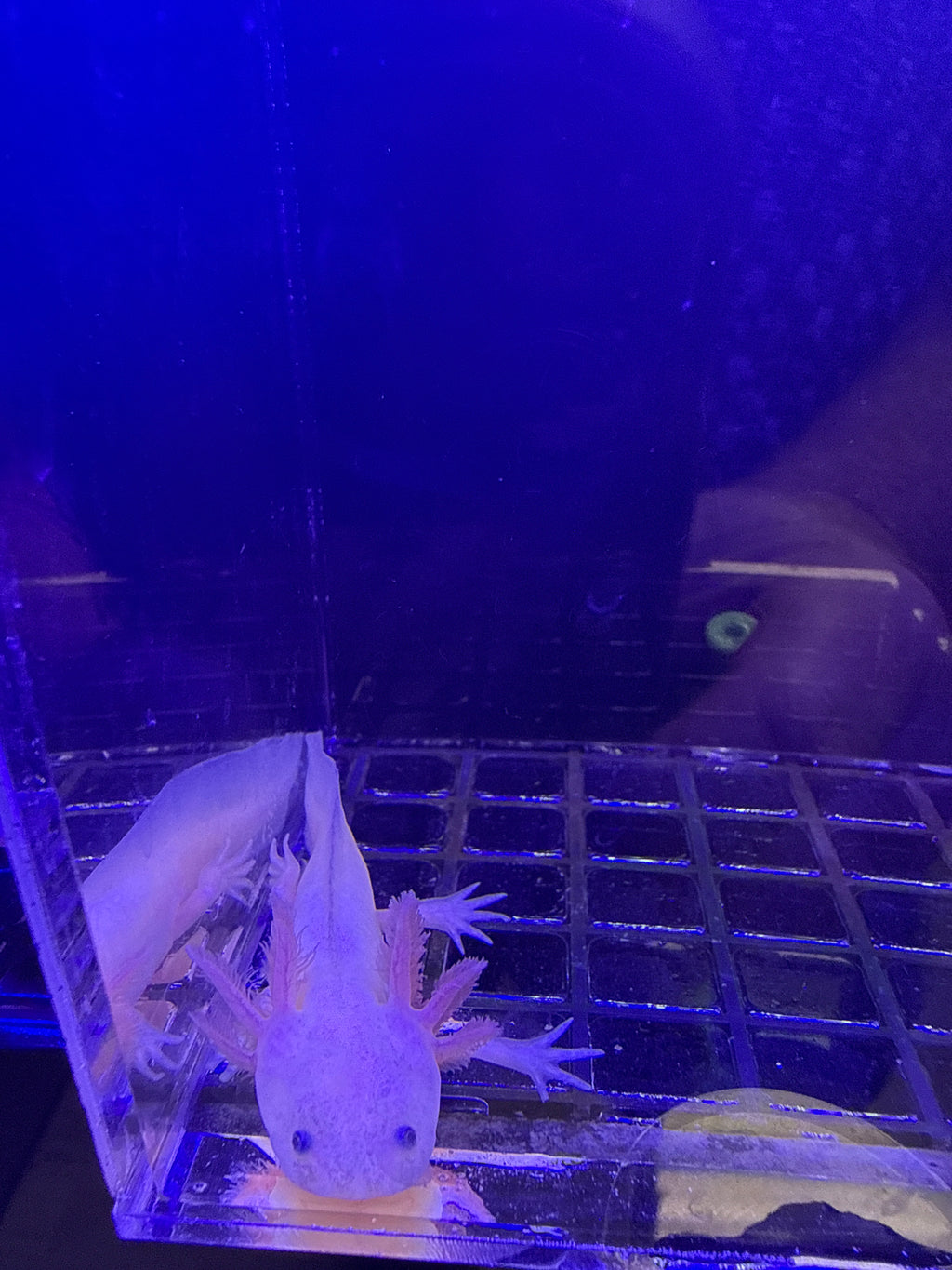 Mary, Leucistic named axolotl #025 — exact animal for sale, photo 2