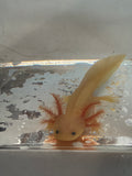 Mary — Leucistic Named Axolotl #025