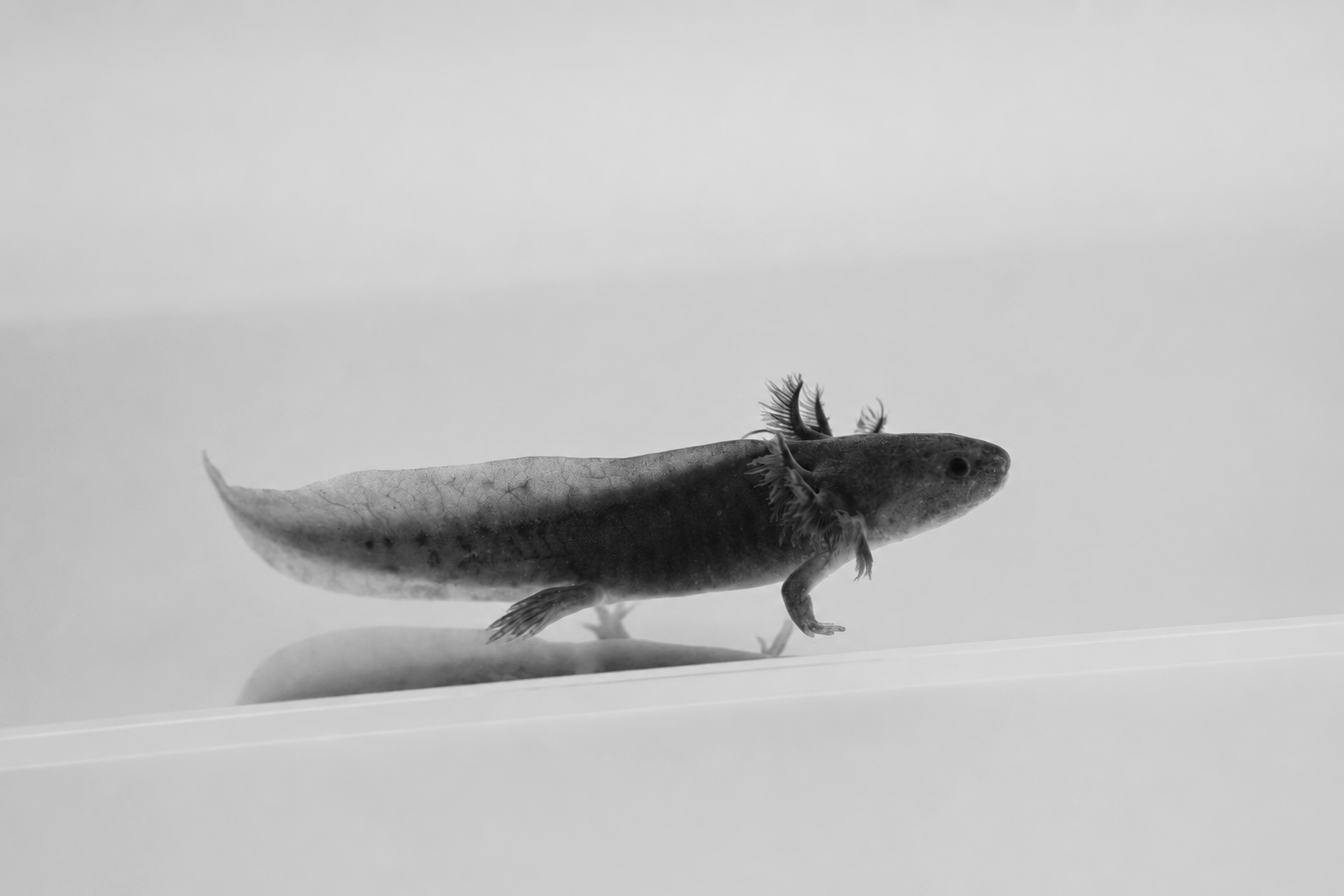 GFP Black Melanoid