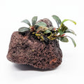 Bucephalandra Attached to Lava Rock