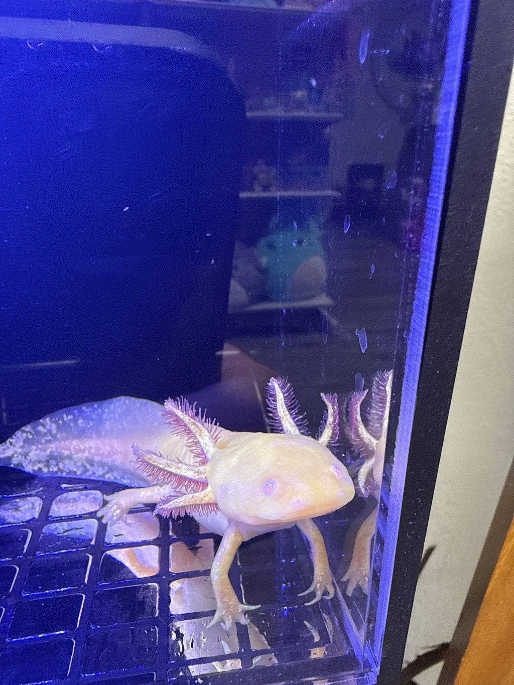 Frankie, Golden Albino named axolotl #014 — exact animal for sale, photo 2