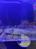 Buffy, GFP Wild Type named axolotl #028 — exact animal for sale, photo 1
