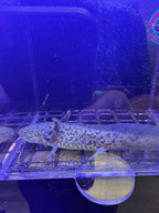 Buffy, GFP Wild Type named axolotl #028 — exact animal for sale, photo 1
