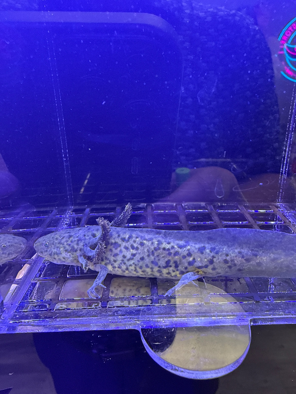 Buffy, GFP Wild Type named axolotl #028 — exact animal for sale, photo 1