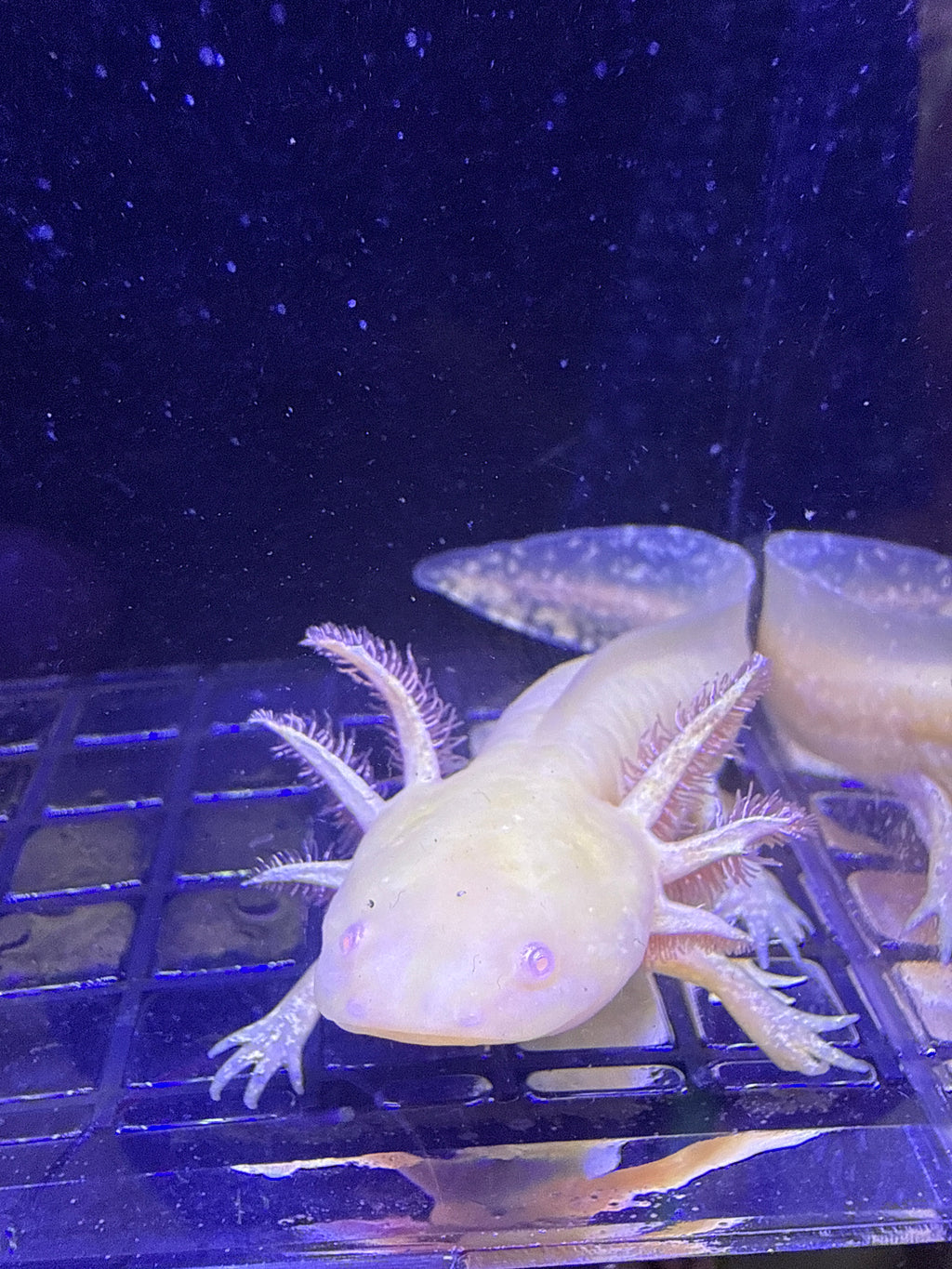 Spike, GFP Golden Albino named axolotl #029 — exact animal for sale, photo 2