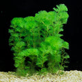 Green Cabomba live freshwater aquarium plant