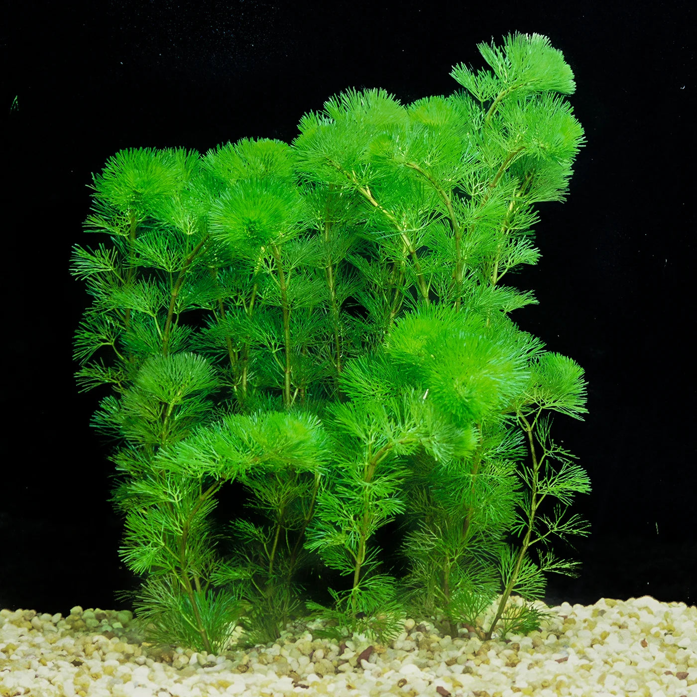 Green Cabomba live freshwater aquarium plant