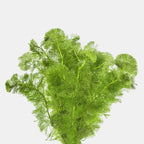 A bundle of green aquatic plants with feathery, pine-like branches, isolated on a solid light gray background.

