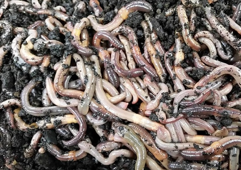 Live Canadian Nightcrawlers from Utah Worm Company