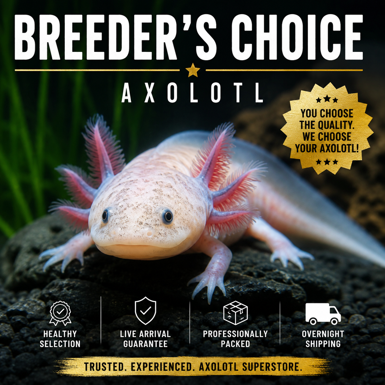Breeder’s Choice Axolotl selected by Axolotl Superstore with Live Arrival Guarantee and overnight shipping