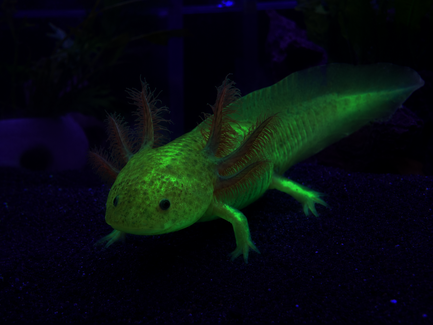 GFP Copper Axolotl