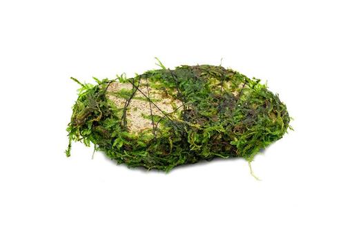 Christmas Moss attached to Rock