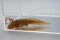 Copper Axolotl
