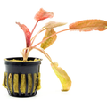 Cryptocoryne Pink Flamingo