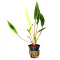 Cryptocoryne Lutea