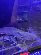 Sarah, Wild Type named axolotl #024 — exact animal for sale, photo 3