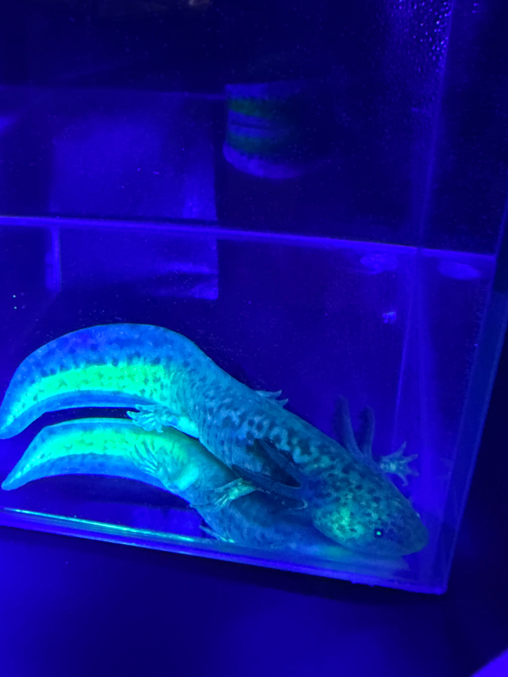 Morticia, GFP Wild Type named axolotl #006 — exact animal for sale, photo 5