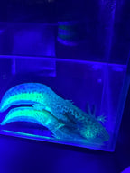 Morticia, GFP Wild Type named axolotl #006 — exact animal for sale, photo 5