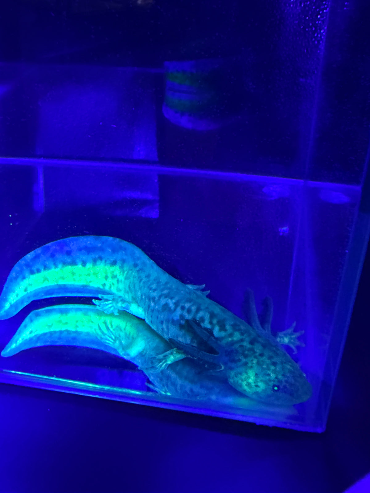 Morticia, GFP Wild Type named axolotl #006 — exact animal for sale, photo 5