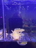 Eclipse, Golden Albino named axolotl #039 — exact animal for sale, photo 1