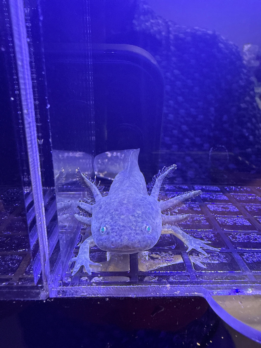 Hex, GFP Wild Type named axolotl #033 — exact animal for sale, photo 2