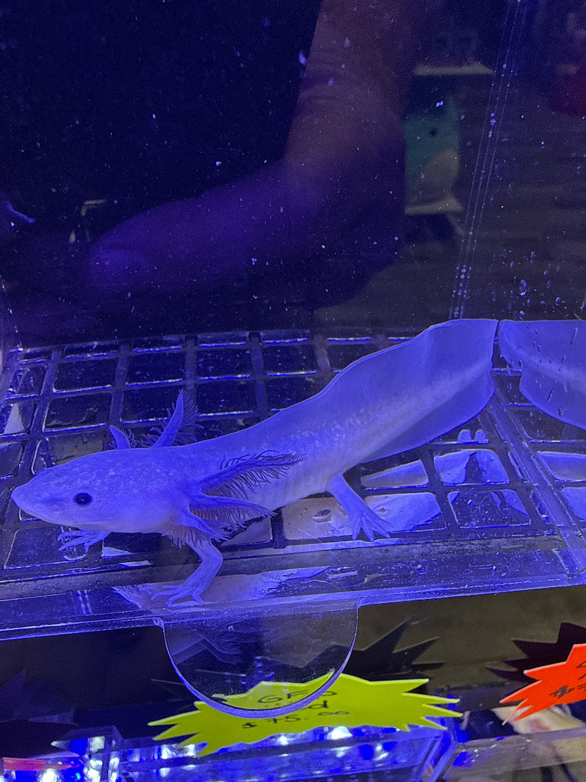 Dracula, Black Melanoid named axolotl #011 — exact animal for sale, photo 2