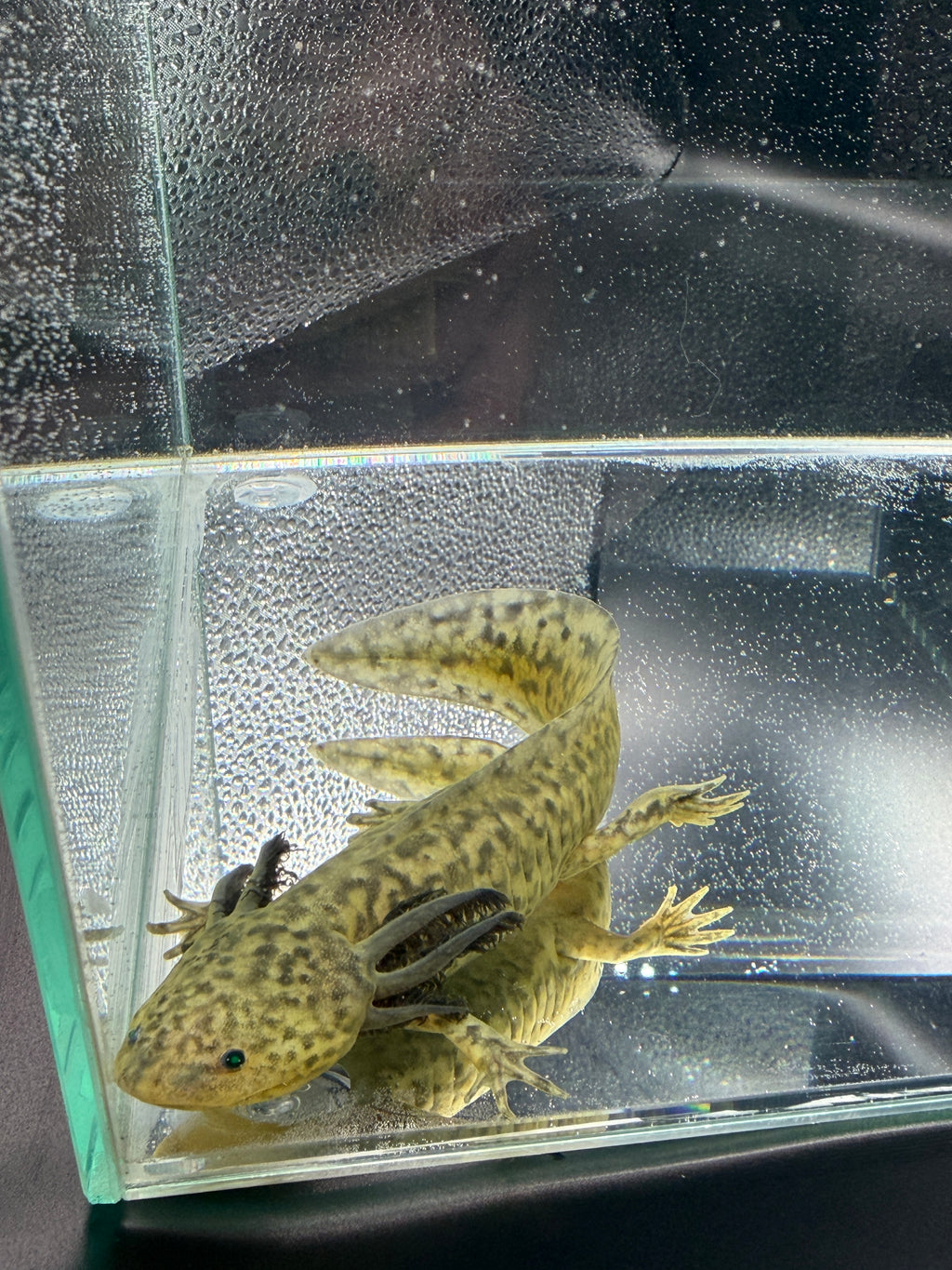 Morticia, GFP Wild Type named axolotl #006 — exact animal for sale, photo 2