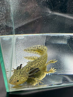 Morticia, GFP Wild Type named axolotl #006 — exact animal for sale, photo 2