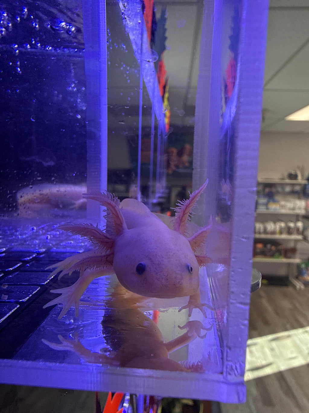Zero, Axanthic Copper named axolotl #022 — exact animal for sale, photo 2