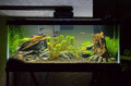Deluxe Axolotl Setup - 20 Gallon Aquarium