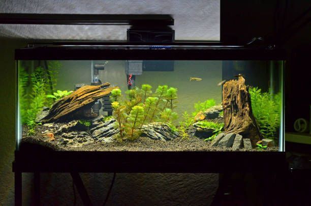 Deluxe Axolotl Setup - 20 Gallon Aquarium