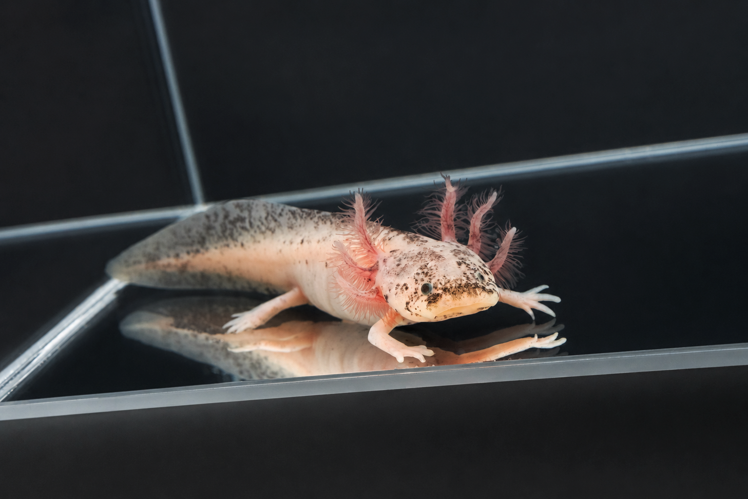 Dirty Leucistic Axolotl or "Dirty Lucy"