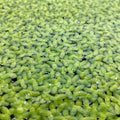 Duckweed
