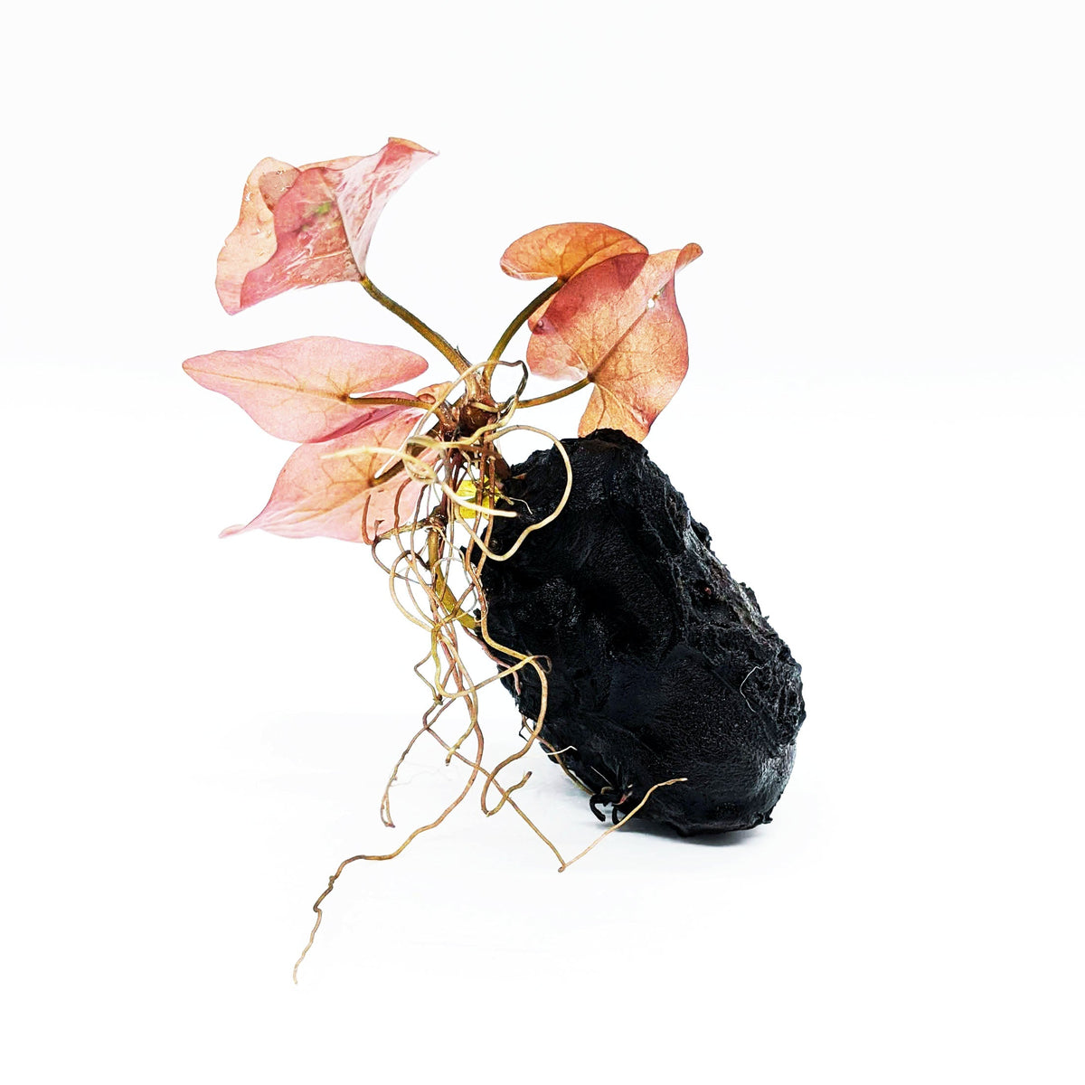 Dwarf Aquarium Lily (Plant with Bulb)