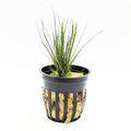 Dwarf Hair Grass