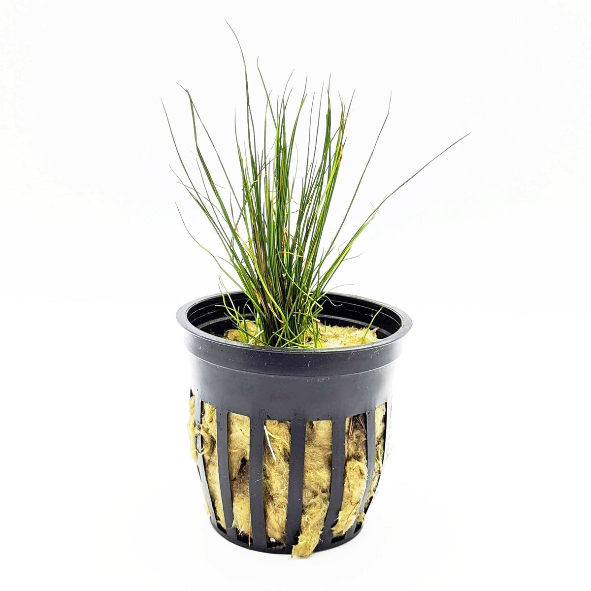 Dwarf Hair Grass