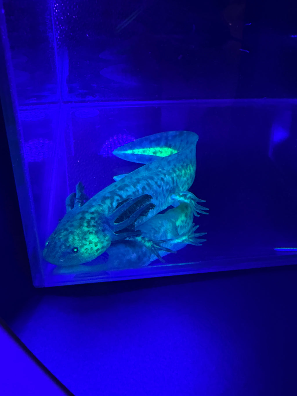 Morticia, GFP Wild Type named axolotl #006 — exact animal for sale, photo 4