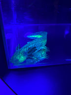 Morticia, GFP Wild Type named axolotl #006 — exact animal for sale, photo 4