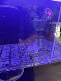 Goblin, Black Melanoid named axolotl #031 — exact animal for sale, photo 1
