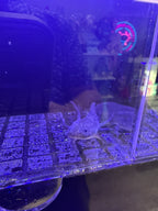 Goblin, Black Melanoid named axolotl #031 — exact animal for sale, photo 1