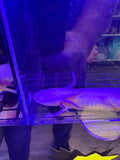 Hocus, Leucistic named axolotl #026 — exact animal for sale, photo 1