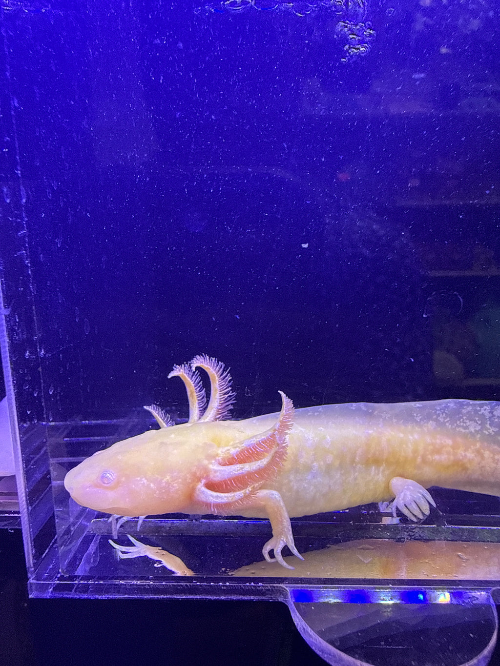 Salem, GFP Golden Albino named axolotl #002 — exact animal for sale, photo 1