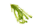 Egeria Densa